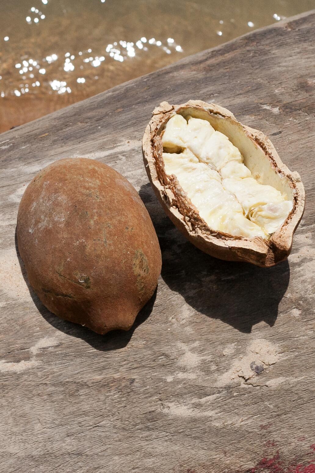 <span class="ezstring-field">kl_cupuacu_active-ingredient_field_plant_2019 -24- 367x460</span>